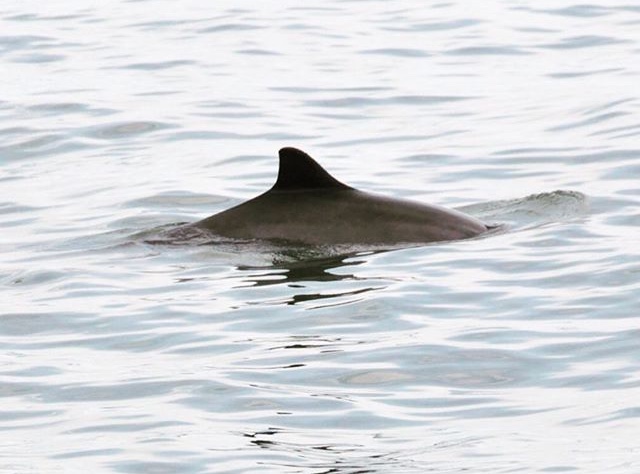 A harbour porpoise, a small shy dolphin